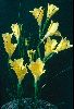 <em>Gladiolus citrinus</em>